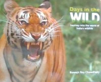 Image of Days in the Wild